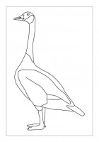 Drawing the goose