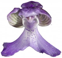Original orchid
